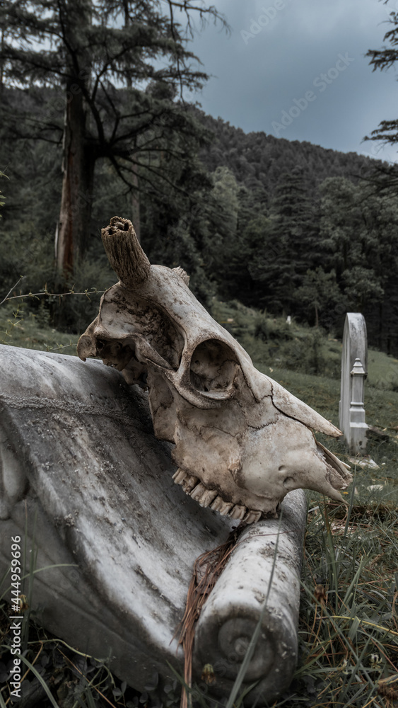 Symbols of Death. The grave of the unknown in the old forest cemetery. A skull on a tombstone.
