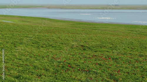 Field of blooming tulips from above and Manych lake