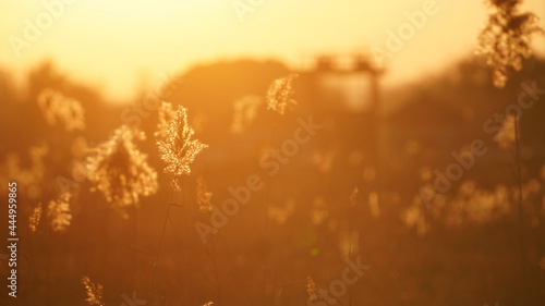 The beautiful sunset view with the soft reeds in autumn