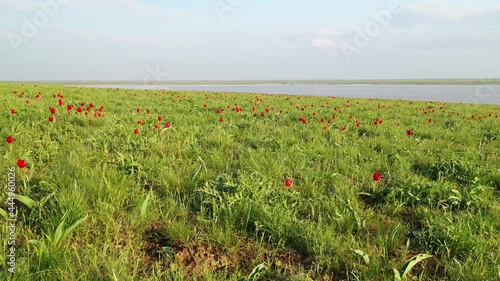 Field of blooming tulips from above and Manych lake