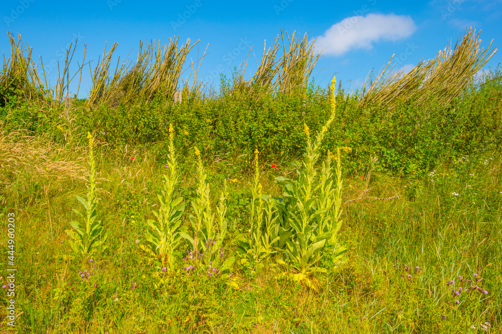 Green grassy dunes along the North Sea coast illuminated by the light of a colorful sun and a blue cloudy sky in summer, Walcheren, Zeeland, the Netherlands, July, 2021 Green grassy dunes along the North Sea coast illuminated by the light of a colorful sun and a blue cloudy sky in summer, Walcheren, Zeeland, the Netherlands, July, 2021