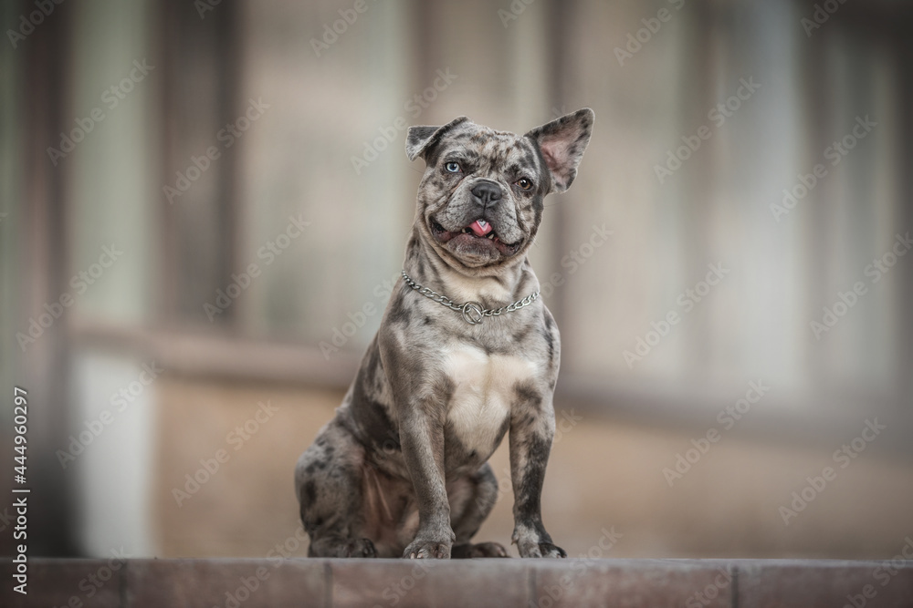 Funny merle french bulldog with heterochromia and one lowered ear sitting on a stone tile and sticking out his tongue directly into the camera against the backdrop of a glass facade