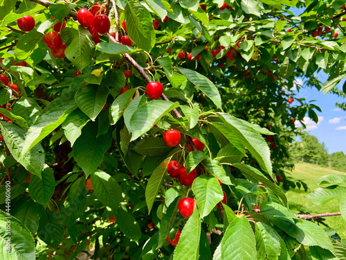 Northern Michigan cherry tree loaded with ripe fruit, ready for picking.  Sweet cherries.