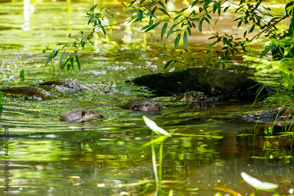 An otter is playing in the water An otter is playing in the water