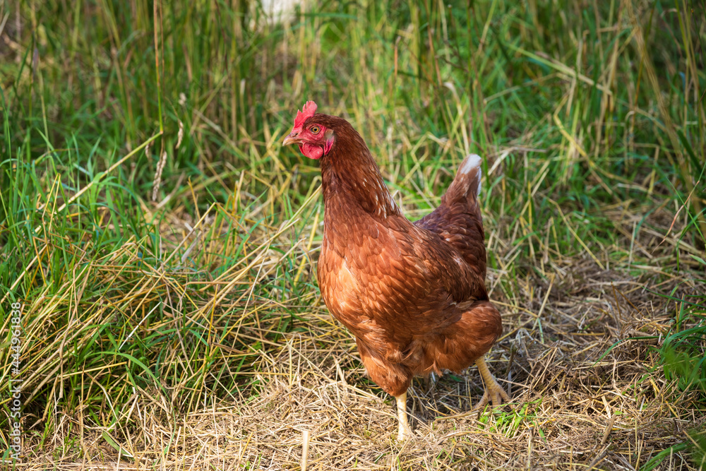 Fototapeta premium Glückliches Freilandhuhn