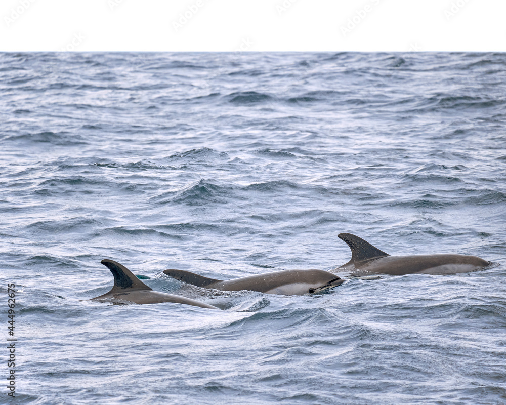Fototapeta premium Atlantic White-Sided Dolphins