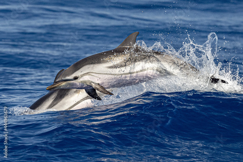 striped dolphin jumpin photo