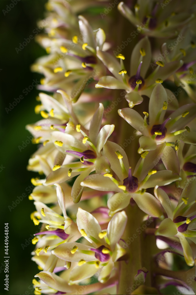 Obraz premium Dasylirion wheeleri flowers close-up