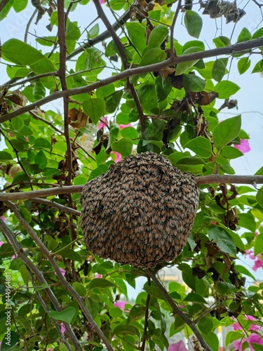 The beehive is on the tree.