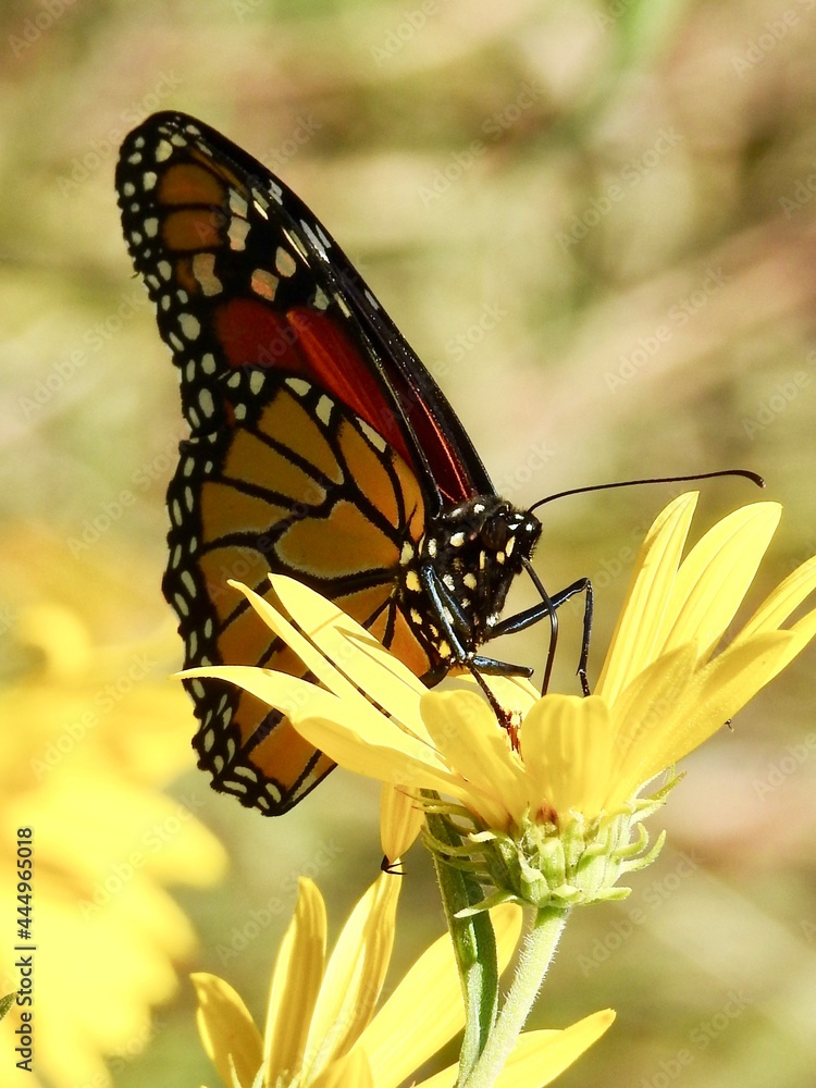 Obraz premium Butterflies in Kansas
