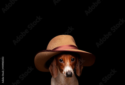 image of dog hat dark background