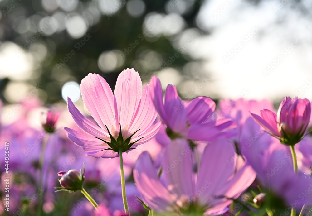 Close-up of a pink cosmos Bipinnatus have sunny from the front with a bokeh background (Mexican Astor, Mexican Astor Outdoors, Cosmos Bipinnatus) in full bloom in a park. It is a herbaceous plant
Close-up of a pink cosmos Bipinnatus have sunny from the front with a bokeh background (Mexican Astor, Mexican Astor Outdoors, Cosmos Bipinnatus) in full bloom in a park. It is a herbaceous plant