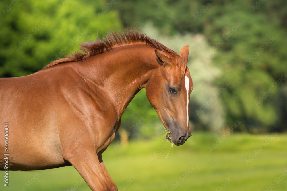 Fototapeta premium Red horse run free in summer field