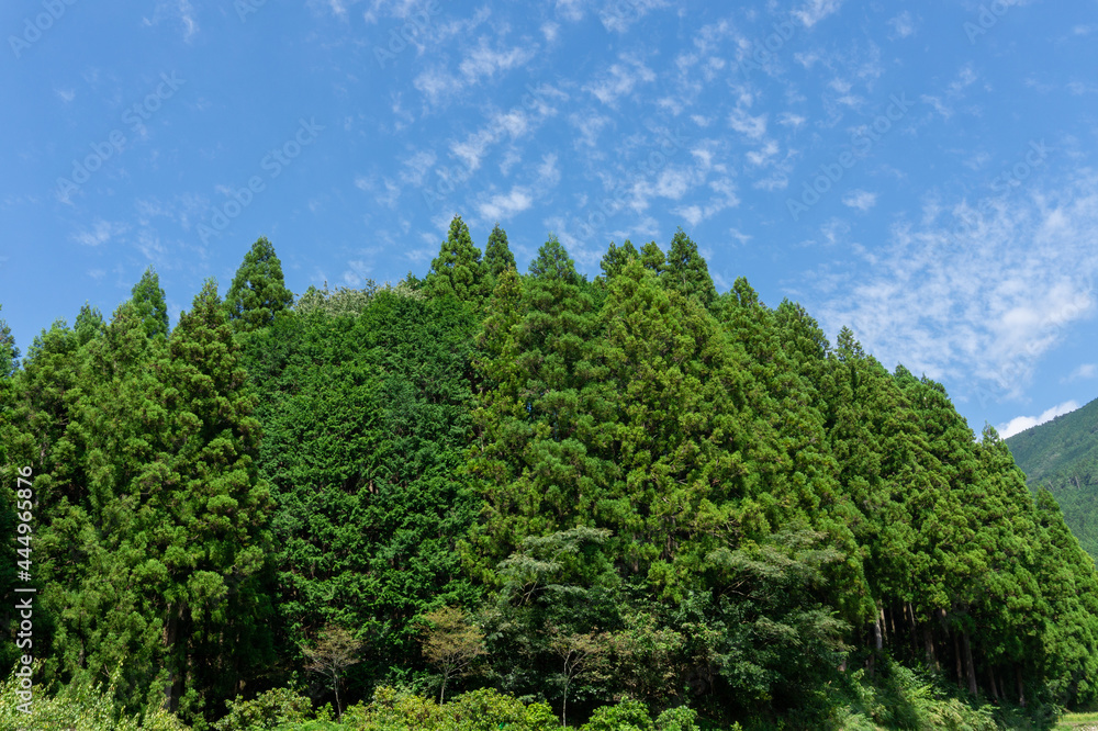 秋空と林