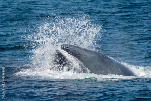 Humpback Whale - Feeding Gulf of Maine © Christopher R Mazza
