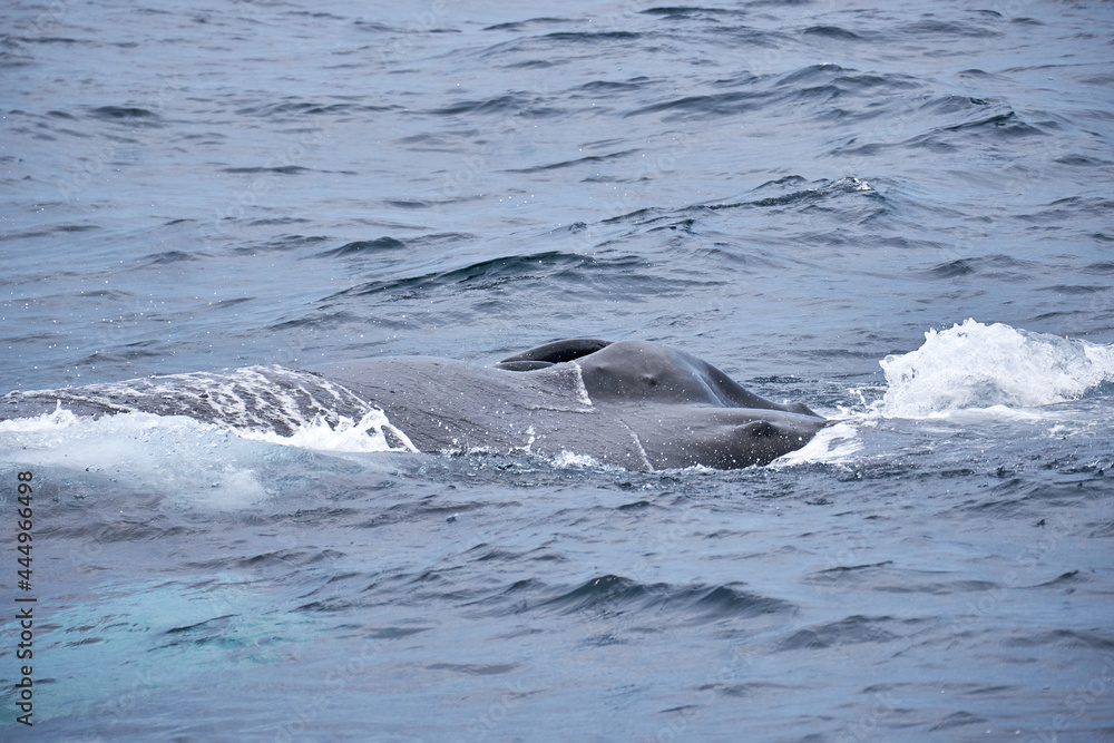 Fototapeta premium Humpback Whale Blowhole - Close Up