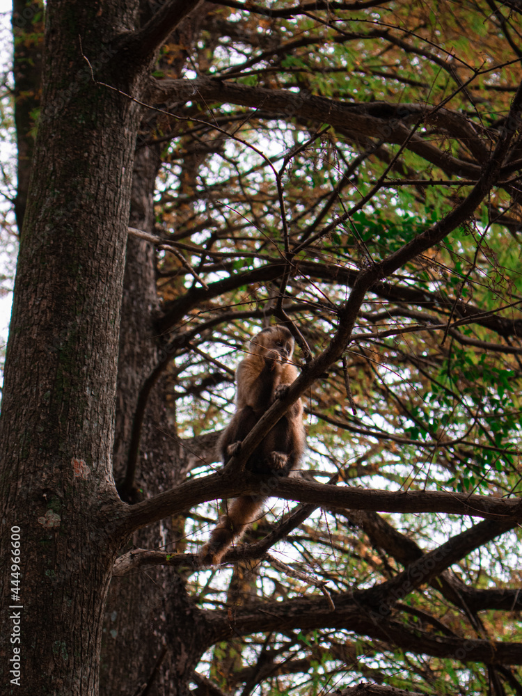 Fototapeta premium monkey on a tree