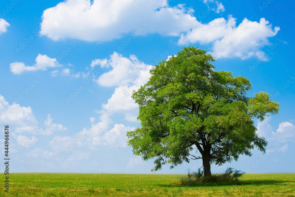 Obraz premium Green tree on slanted ground against blue sky during sunny summer day