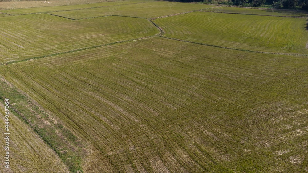 Aerial Photo of rice field