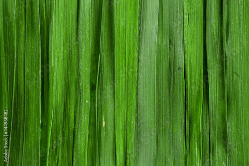 Green grass background. Backdrop made of vertical grass blades. Abstract grass texture banner