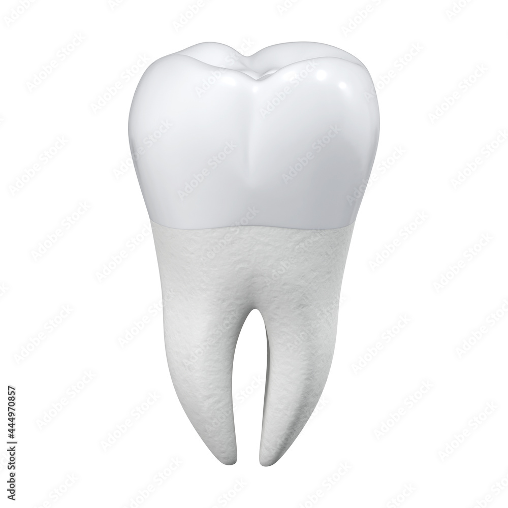 Healthy large molar on a white background. 3d rendering. Healthy large molar on a white background. 3d rendering.