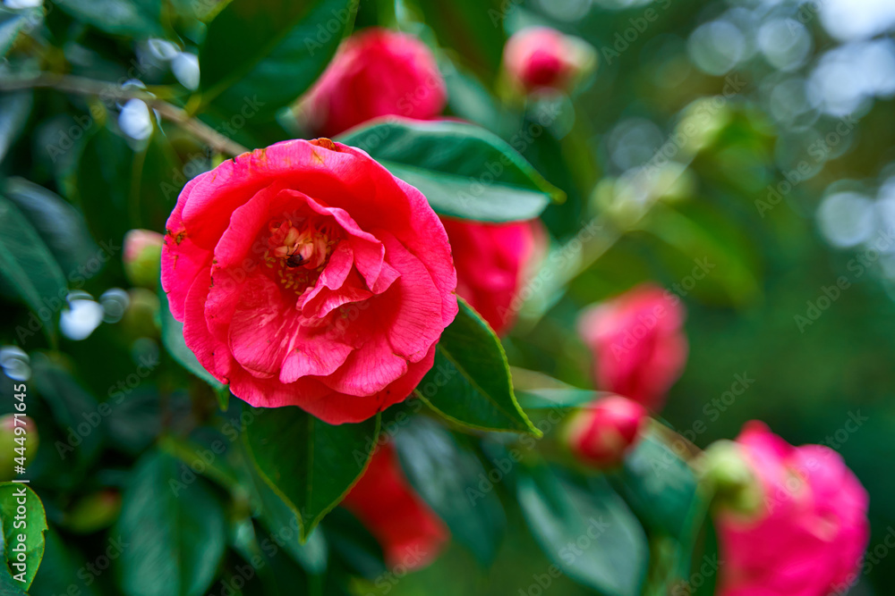 Blooming camellia flowers in the city park