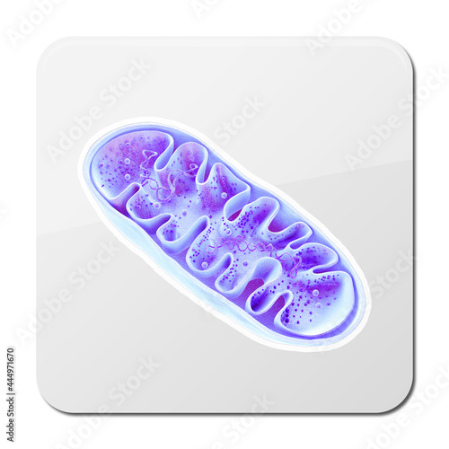 Mitochondria, cellular organelles, produce energy, Cell energy and Cellular respiration, DNA, 3D rendering