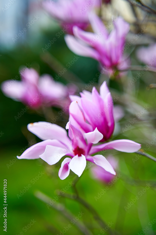 Blooming magnolia flowers in the city park