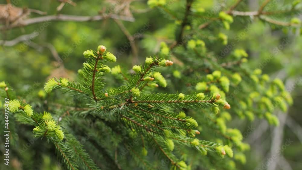 Young green spruce tips and needles on branches of a tree during spring. Spruce needles are often used in early summer as ingredients in food or teas. Healthy and natural vitamin source. 4K. Young green spruce tips and needles on branches of a tree during spring. Spruce needles are often used in early summer as ingredients in food or teas. Healthy and natural vitamin source. 4K.