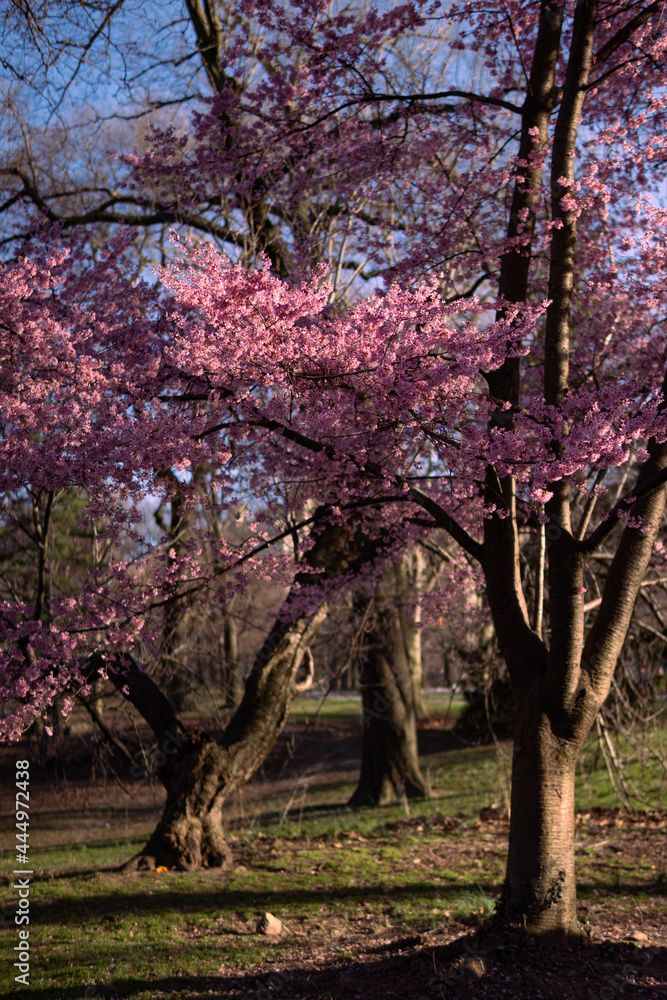 Beautiful Pink Cherry Blossom Trees during Spring at Central Park in ...