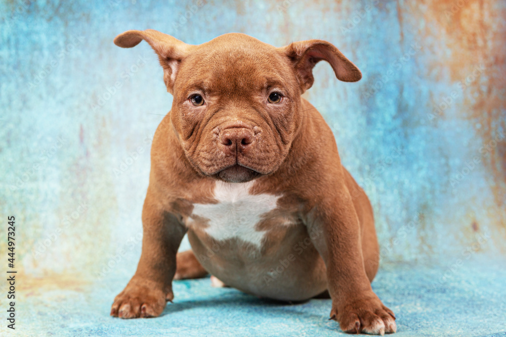 A sad brown American bully puppy sits and stares intently at the viewer. Close-up, light blue background in grunge style A sad brown American bully puppy sits and stares intently at the viewer. Close-up, light blue background in grunge style