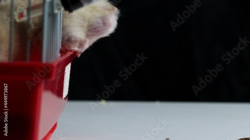 White house hamster climbs into his cage, macro. Slow motion photo