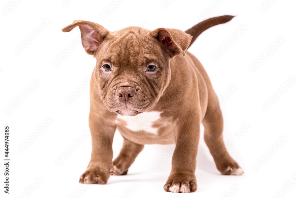 A brown American bully puppy sits quietly and looks straight ahead. Isolated on a white background A brown American bully puppy sits quietly and looks straight ahead. Isolated on a white background