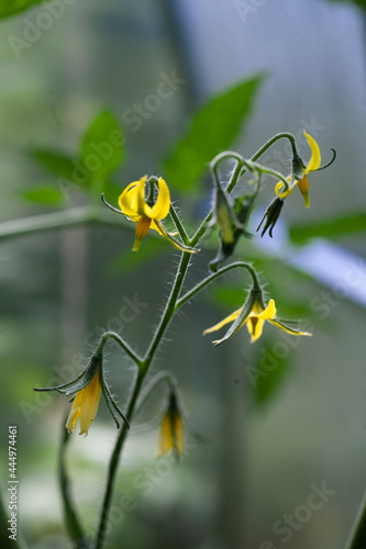 The flowers of tomato plant