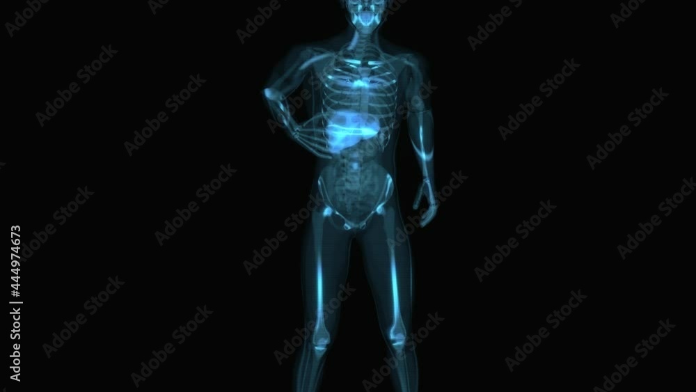 4K anatomy concept of the liver 4K anatomy concept of the liver