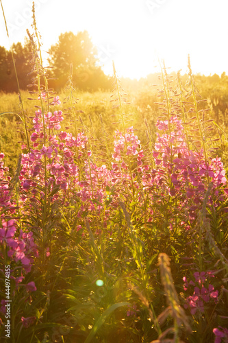 crimson flowers of the field plant ivan-tea in the rays of the setting sun