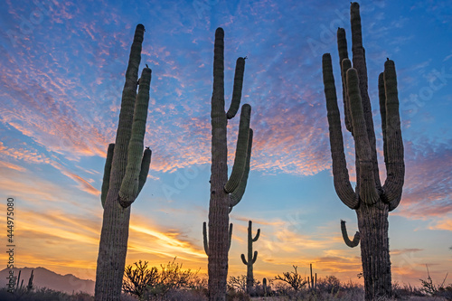 Close Up View Of Saguaro Cactus Stand In Arizona