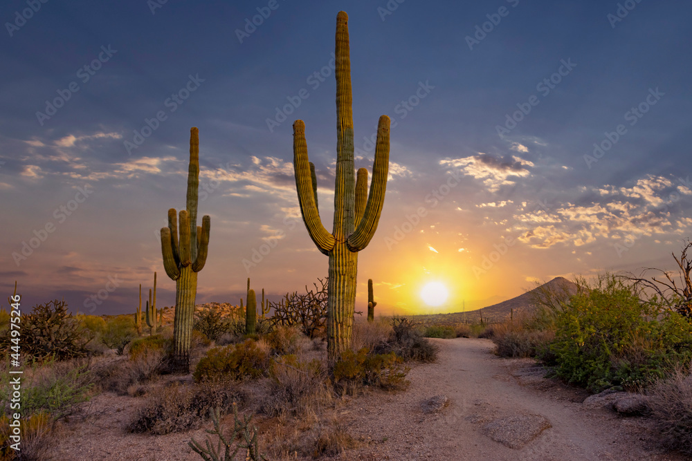 Sun Rising Along a Hiking Trail In Arizona Sun Rising Along a Hiking Trail In Arizona
