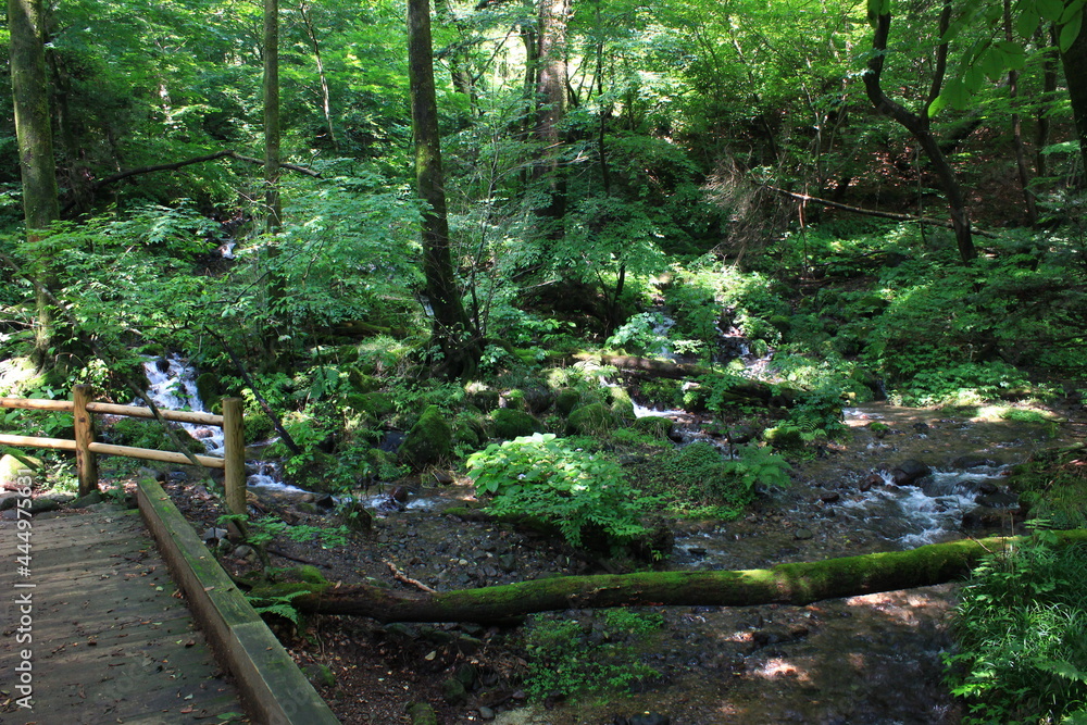 Fototapeta premium 栃木県塩谷町に尚仁沢湧水。栃木県塩谷町の山・高原山に中腹にある湧水群。樹齢数百年にも及ぶ原生林の中、十数ヵ所から名水が湧き出る。