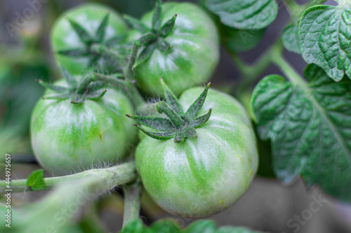 Tomato plant with some unripe green tomatoes