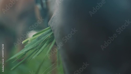 A light brown horse eating grass on the horse farm. The horse munching on grass. Close-up view of its jaws moving. Horse with a bridle strap in the horse farm during the daytime. photo