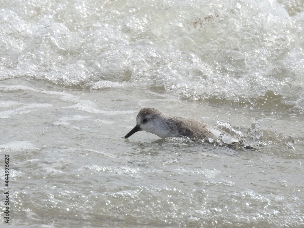 Fototapeta premium Snowy Plover