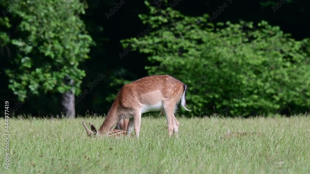 Young fallow bucks grazing on the forest meadow, summer, june, dama dama), germany Young fallow bucks grazing on the forest meadow, summer, june, dama dama), germany
