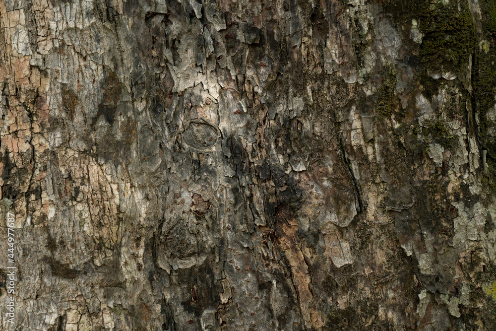 dry tree bark texture and background, nature conceptd dry tree bark texture and background, nature conceptd