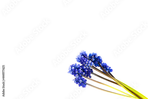 Fototapeta Naklejka Na Ścianę i Meble -  Muscari Hyacinth blue flowers isolated on white background