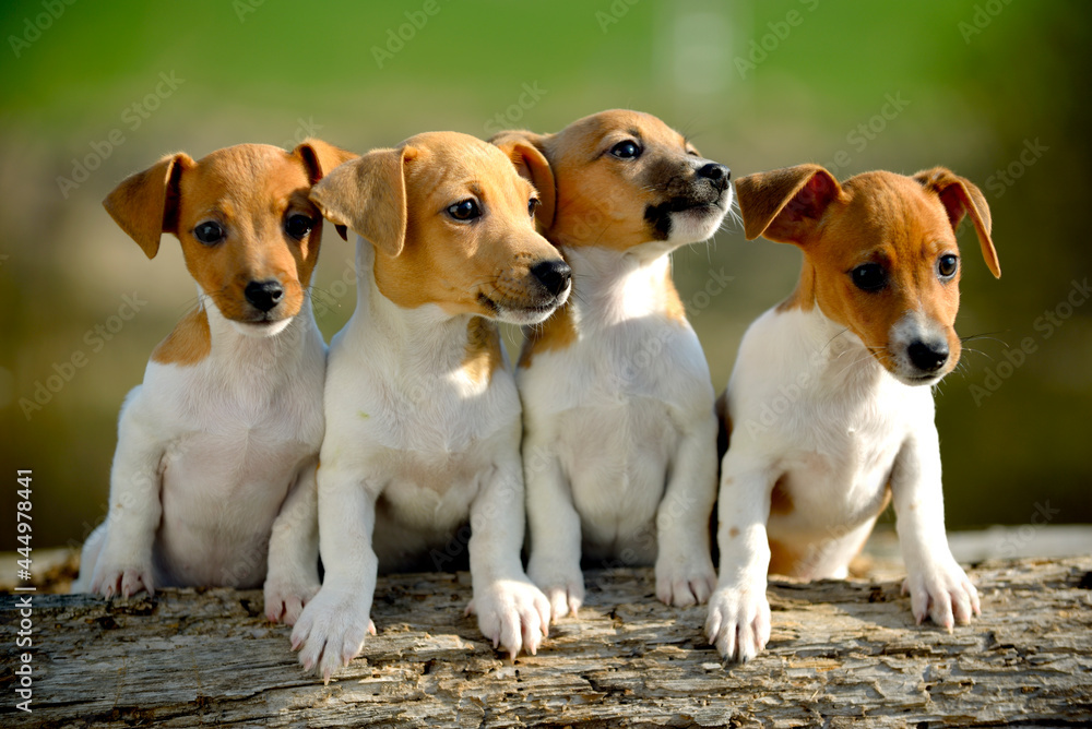 Jack Russell cachorros
