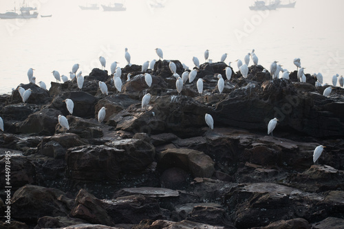 group of white heron birds (egret) breeding and standing near coastal region in Maharashtra