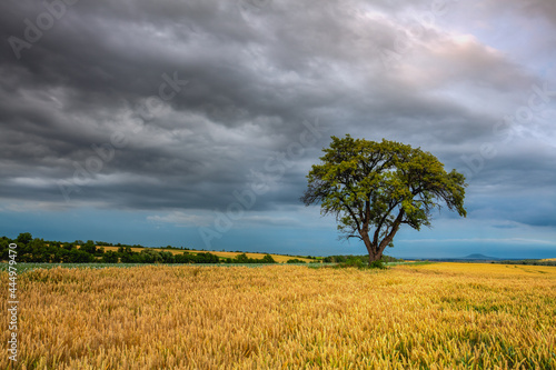 Lonely tree in wheat field before heavy stor, Czech Republic