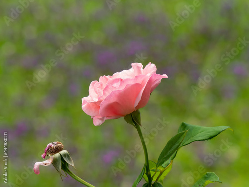 pink rose flower