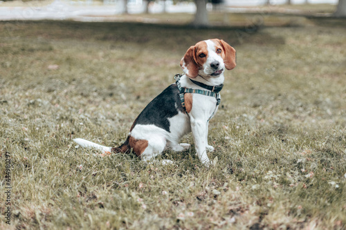 An adorable beagle puppy dog smiling to the camera on the grass in summer time